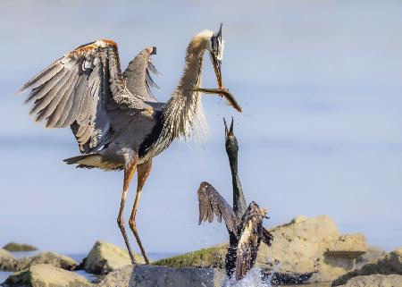 The Heron &amp; Cormorant